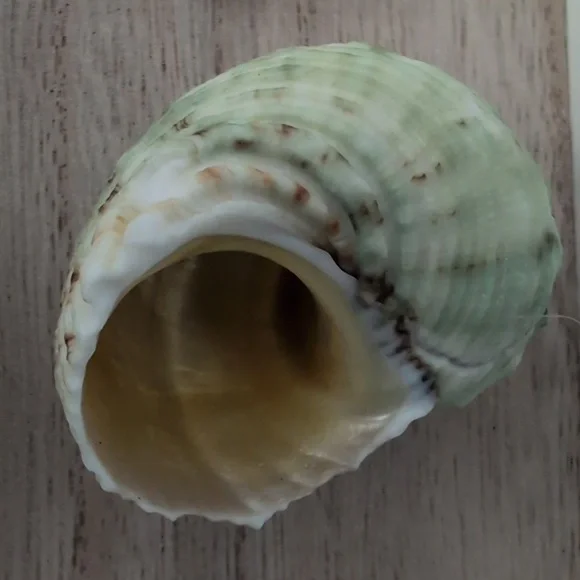 Sea Snail Mounted Turbo Imperialis Home Decor Coastal Beach Ocean Seashell - Picture 7 of 10